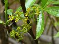 Winged Prickly Ash